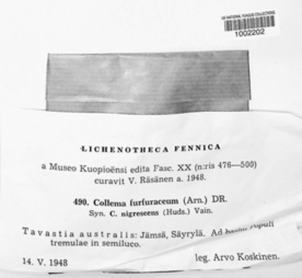 Collema furfuraceum image